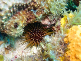 Reef Urchin IMG 3166